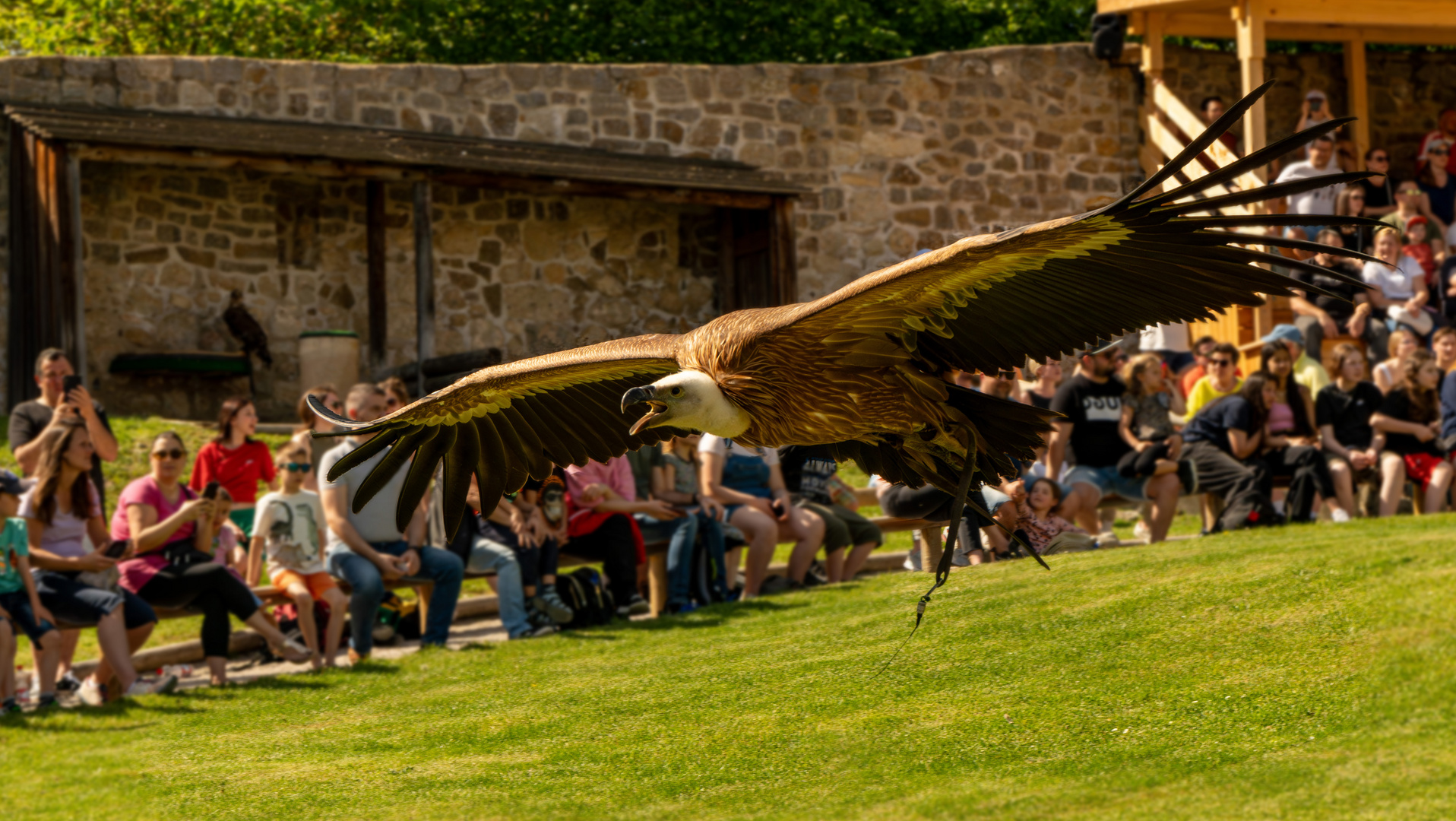 Gänsegeier im Flug