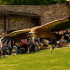 Gänsegeier im Flug