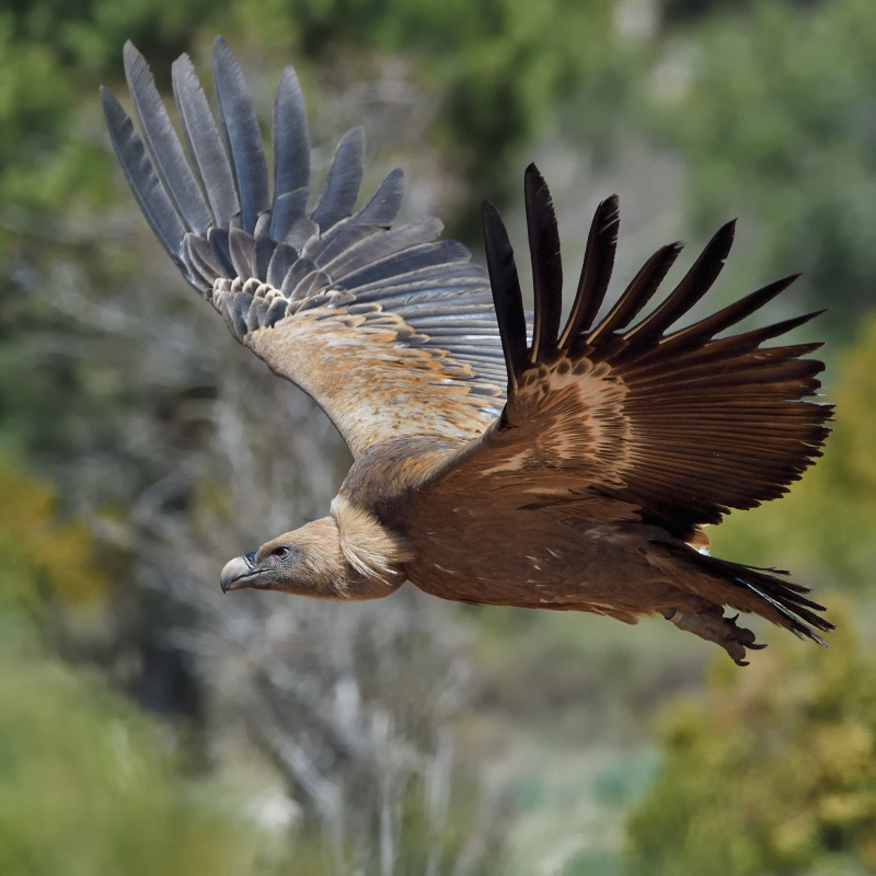 Gänsegeier im Flug