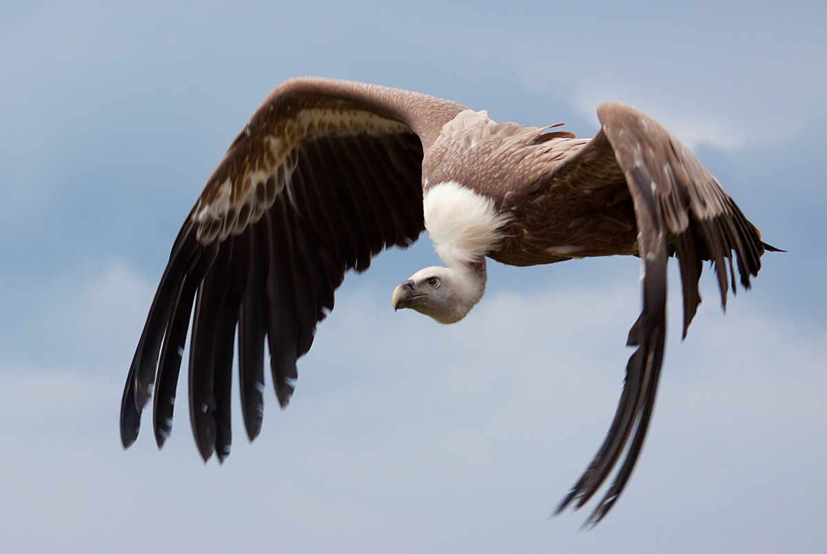 Gänsegeier im Flug