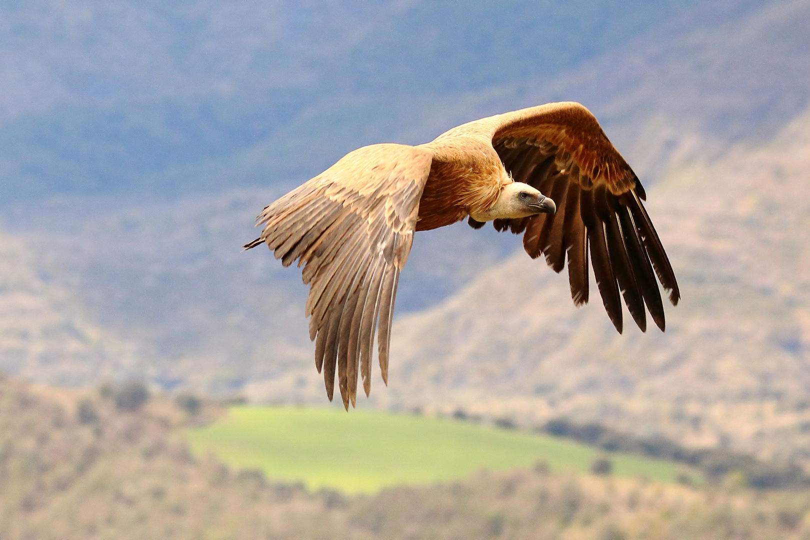 Gänsegeier im Flug