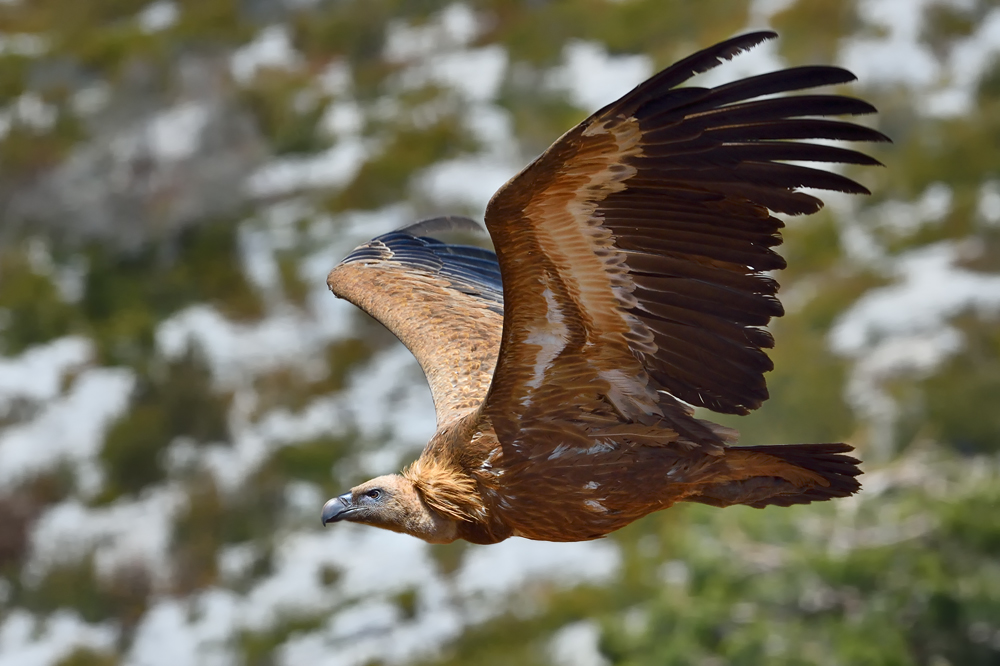 Gänsegeier im Flug