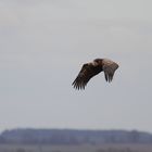 Gänsegeier im Flug