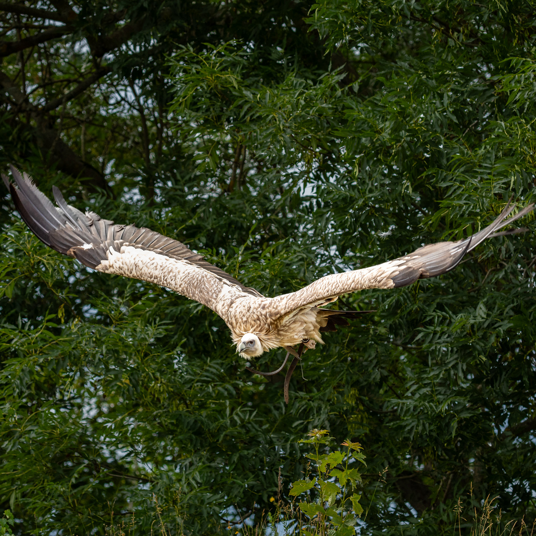 Gänsegeier im Flug