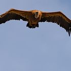 Gänsegeier im Flug