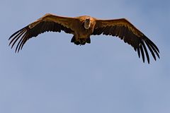 Gänsegeier im Flug