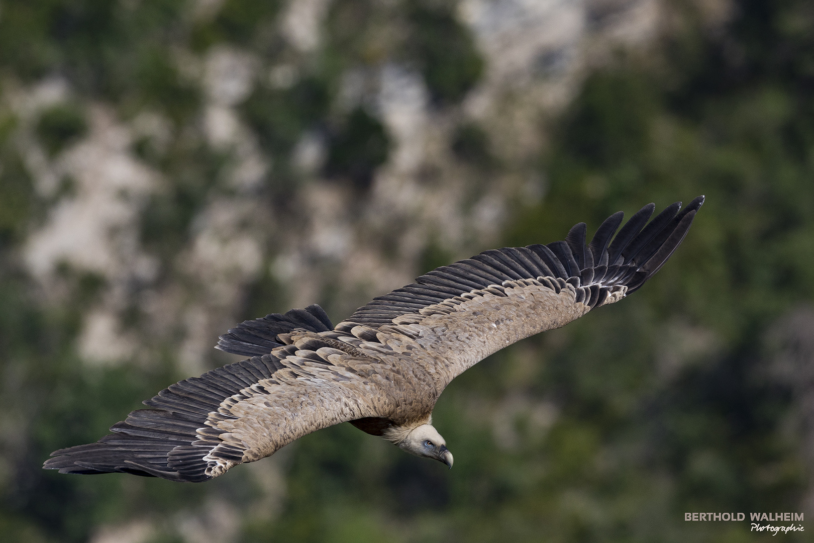 Gänsegeier im Flug