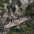 Gänsegeier im Flug