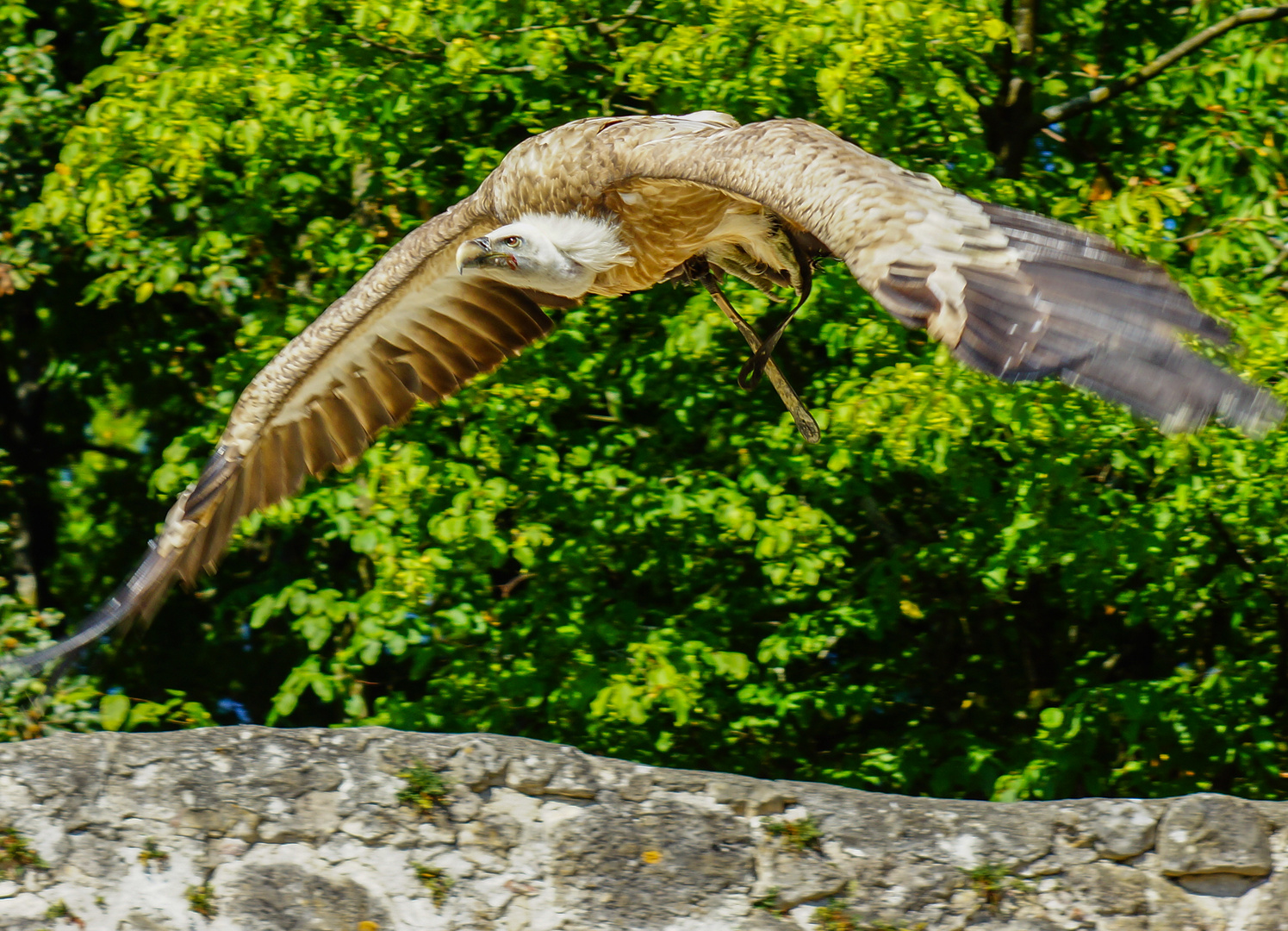 Gänsegeier im Flug