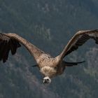 Gänsegeier im Flug