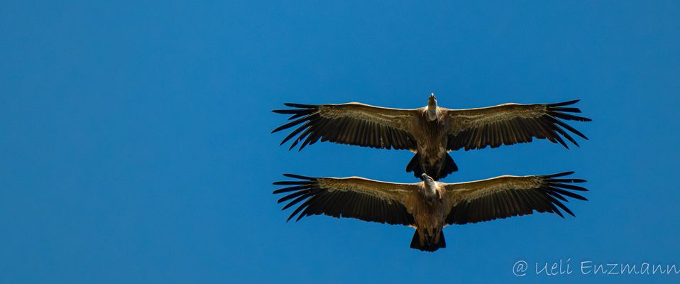 Gänsegeier im Formationsflug