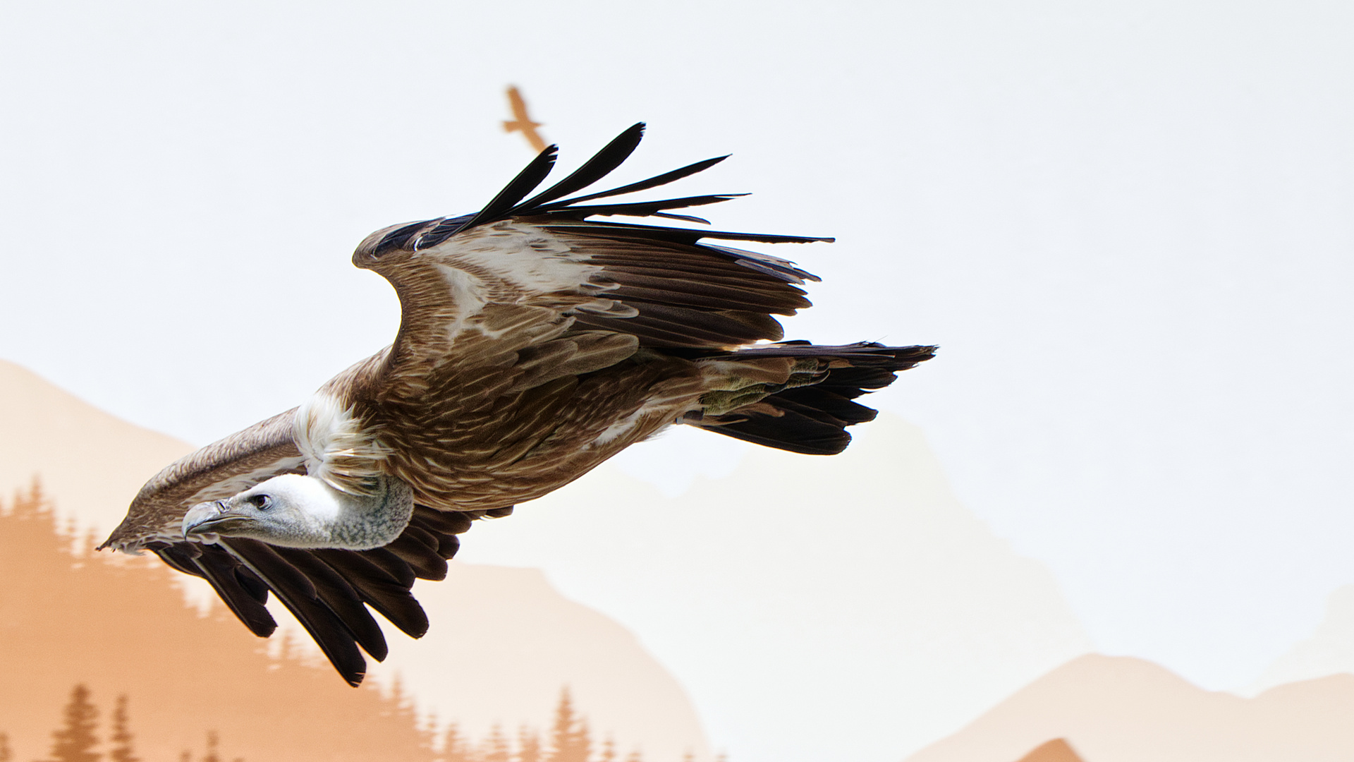 Gänsegeier im Greifvogelpark Umhausen/Tirol/Österreich