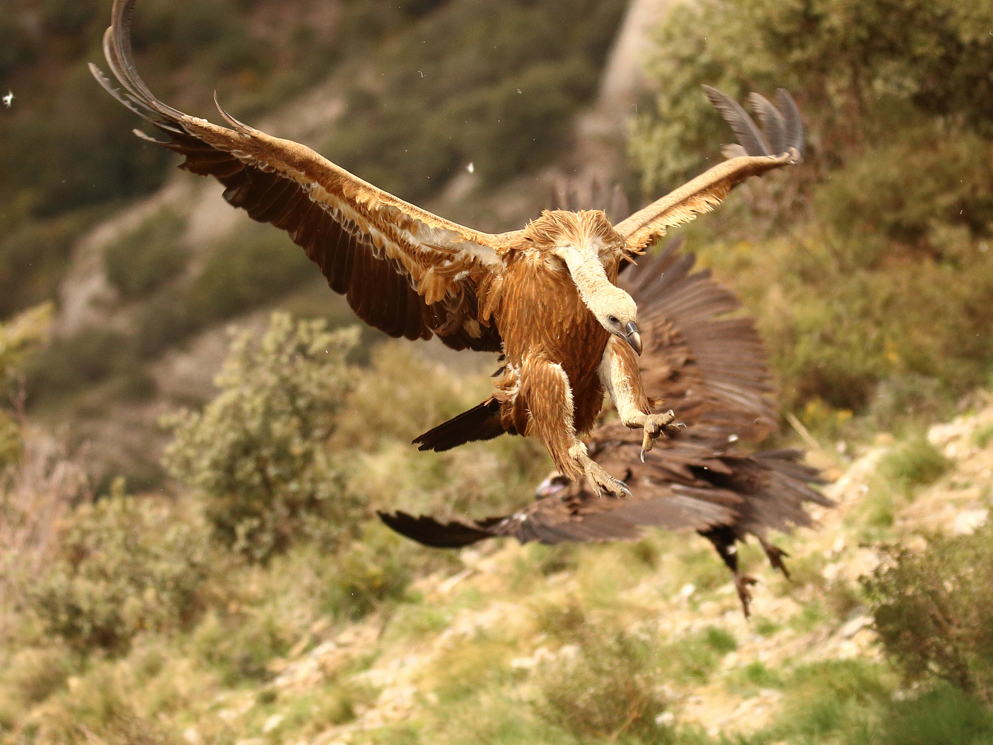 Gänsegeier im Landeanflug