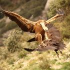 Gänsegeier im Landeanflug