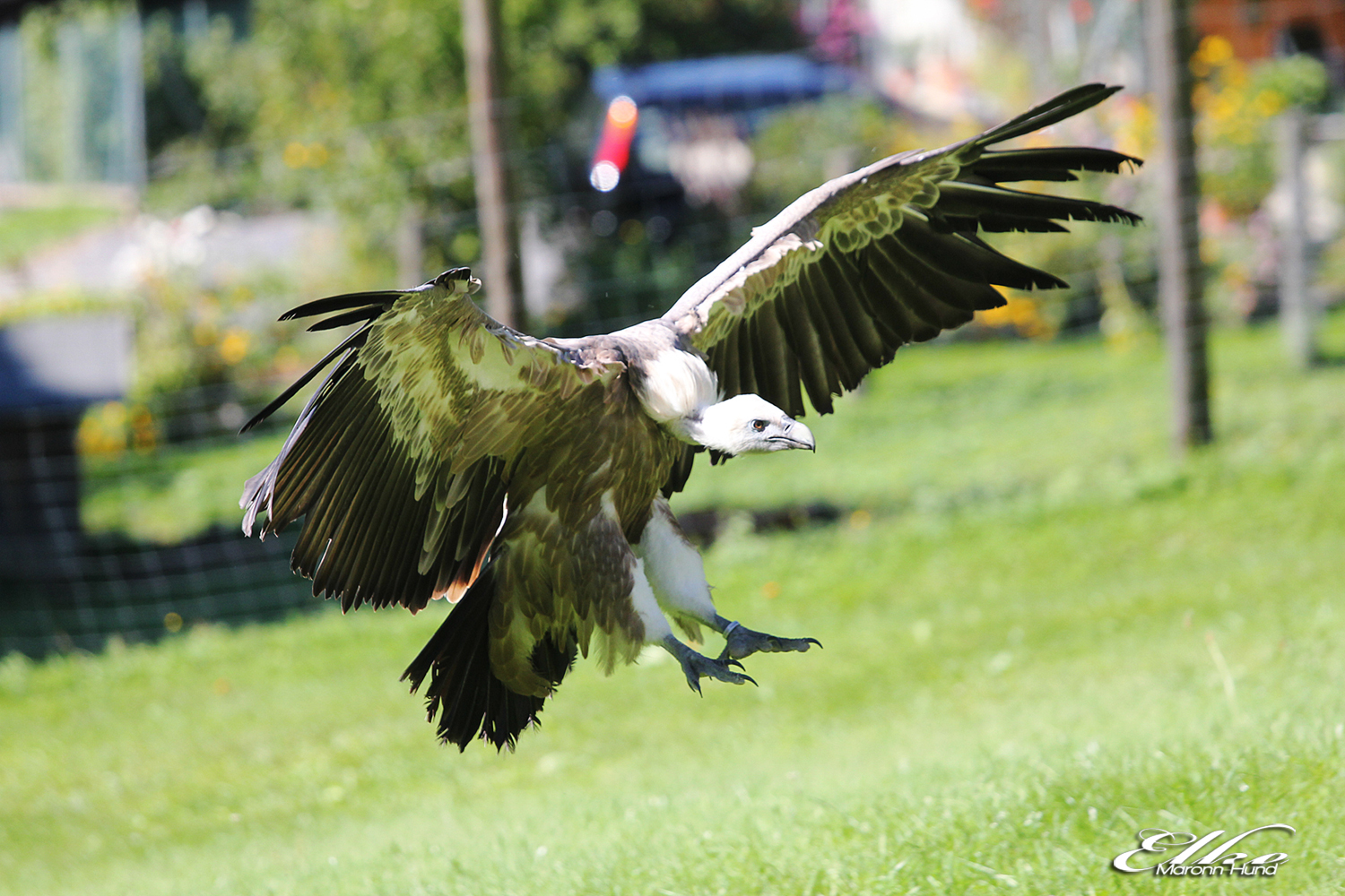 Gänsegeier im Landeanflug