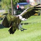 Gänsegeier im Landeanflug