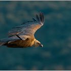 Gänsegeier im letzten Abendlicht