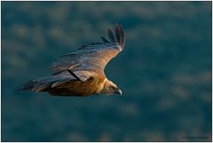 Gänsegeier im letzten Abendlicht