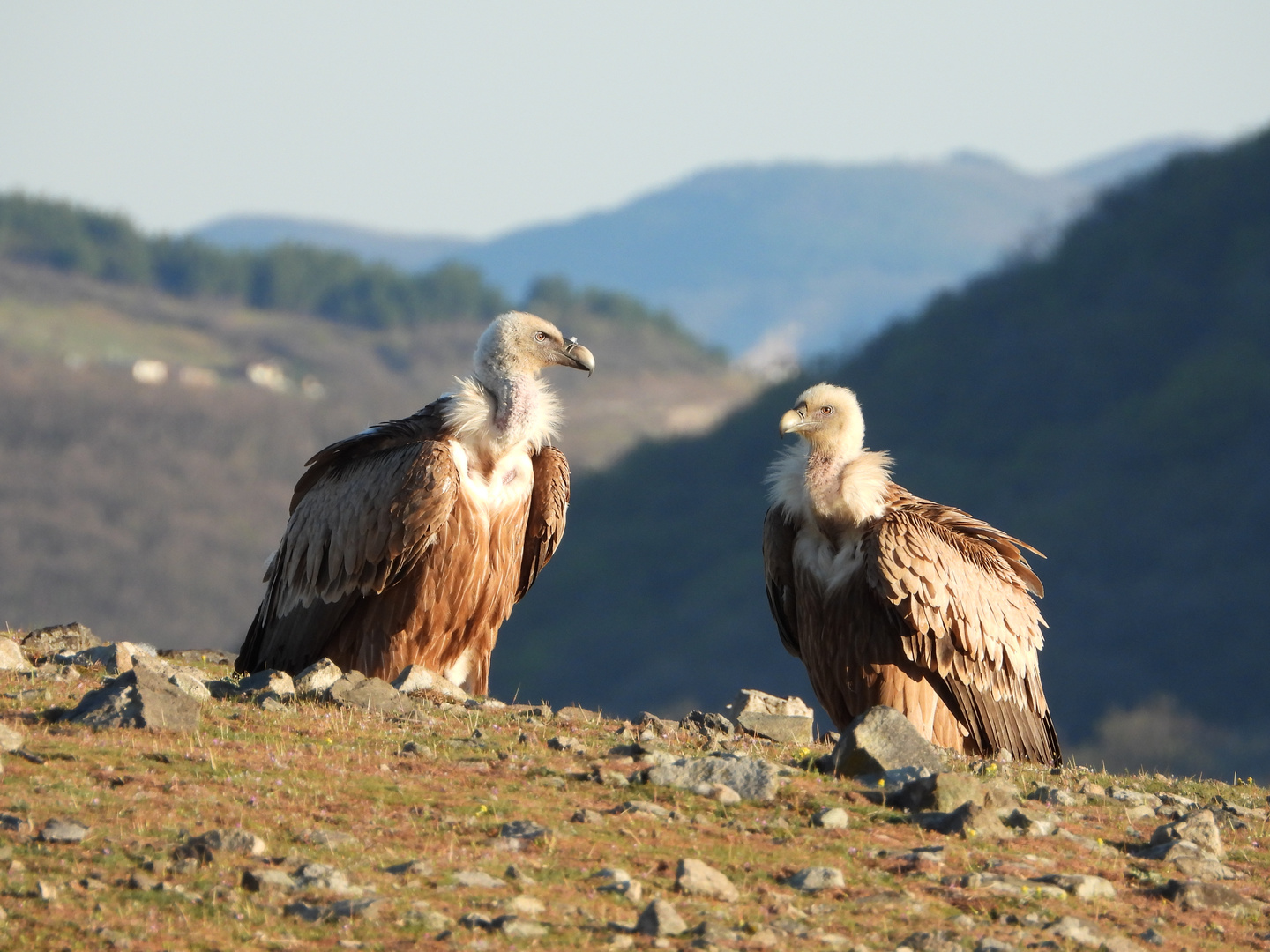 Gänsegeier im Morgenlicht