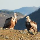 Gänsegeier im Morgenlicht