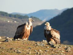 Gänsegeier im Morgenlicht