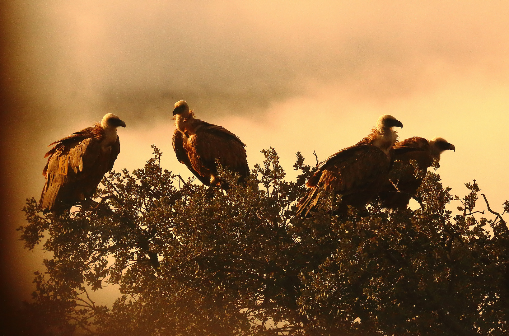 Gänsegeier im Morgennebel