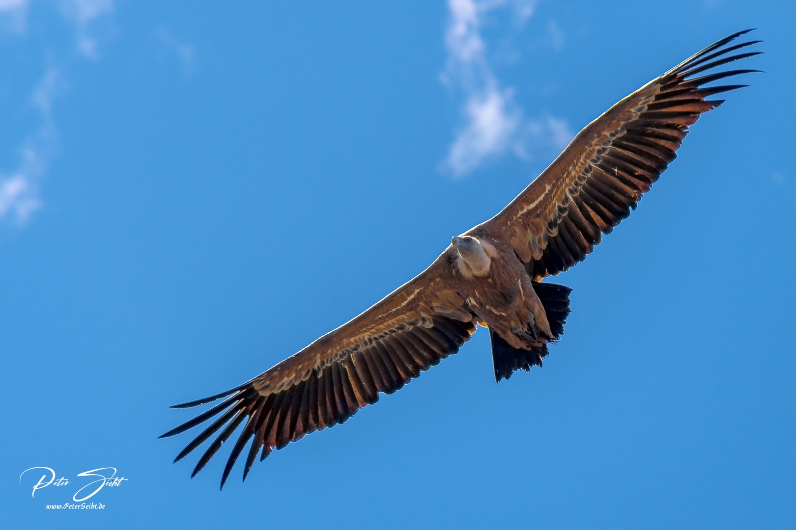 Gänsegeier im Nationalpark Monfragüe