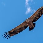 Gänsegeier im Nationalpark Monfragüe