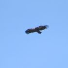 Gänsegeier im Nationalpark Sierra de Cazorla