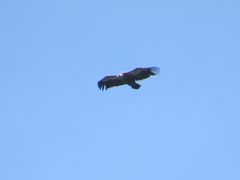 Gänsegeier im Nationalpark Sierra de Cazorla