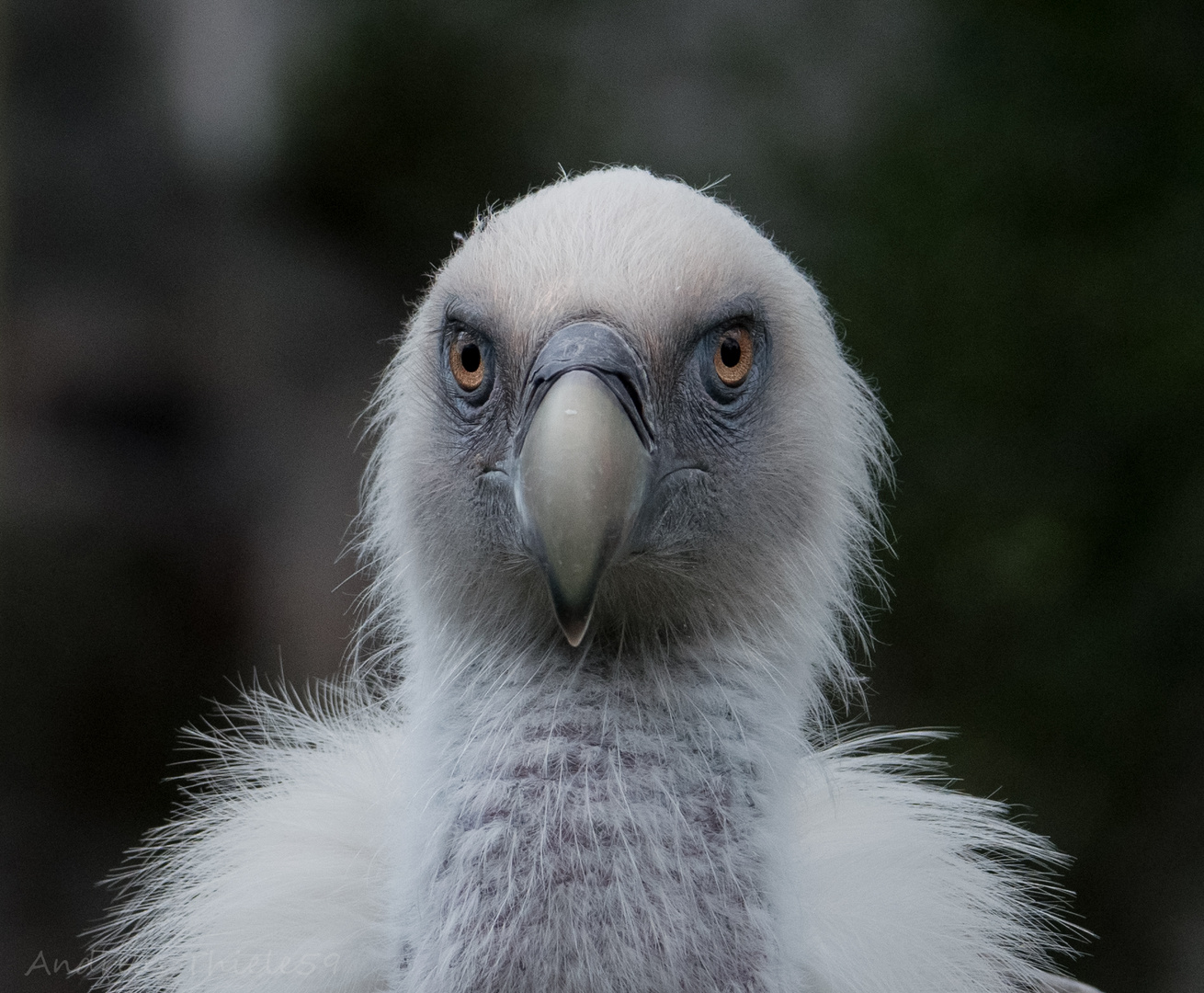 Gänsegeier im Porträt