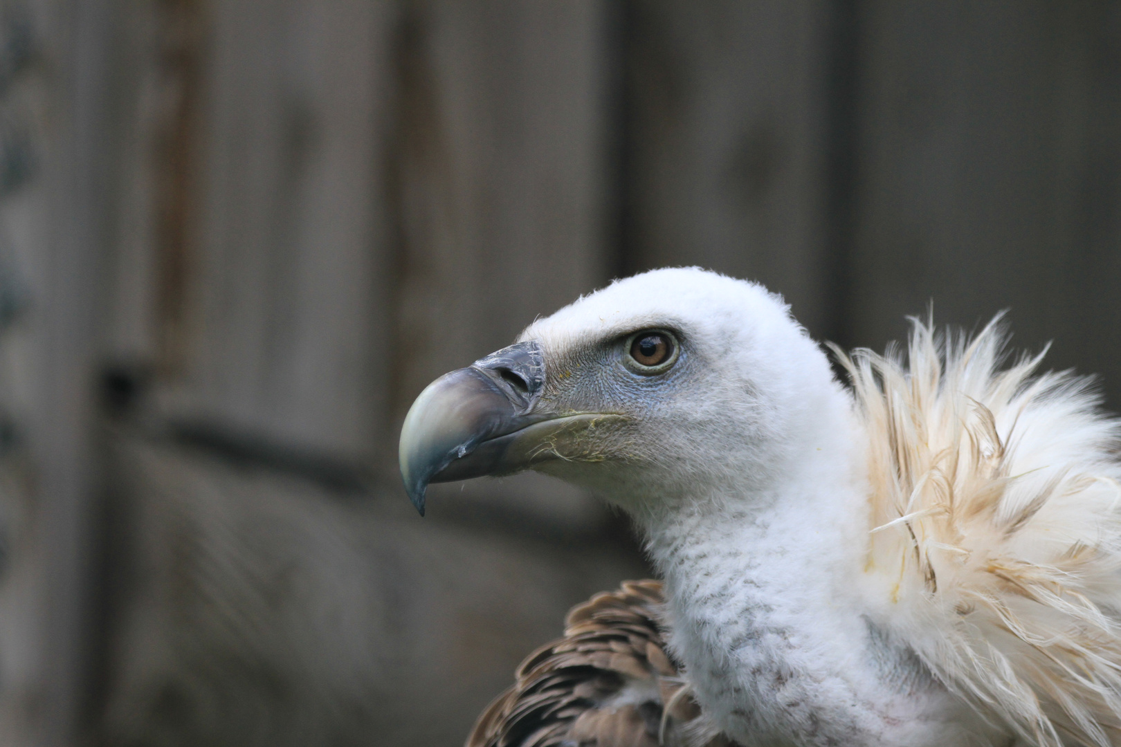 Gänsegeier im Profil