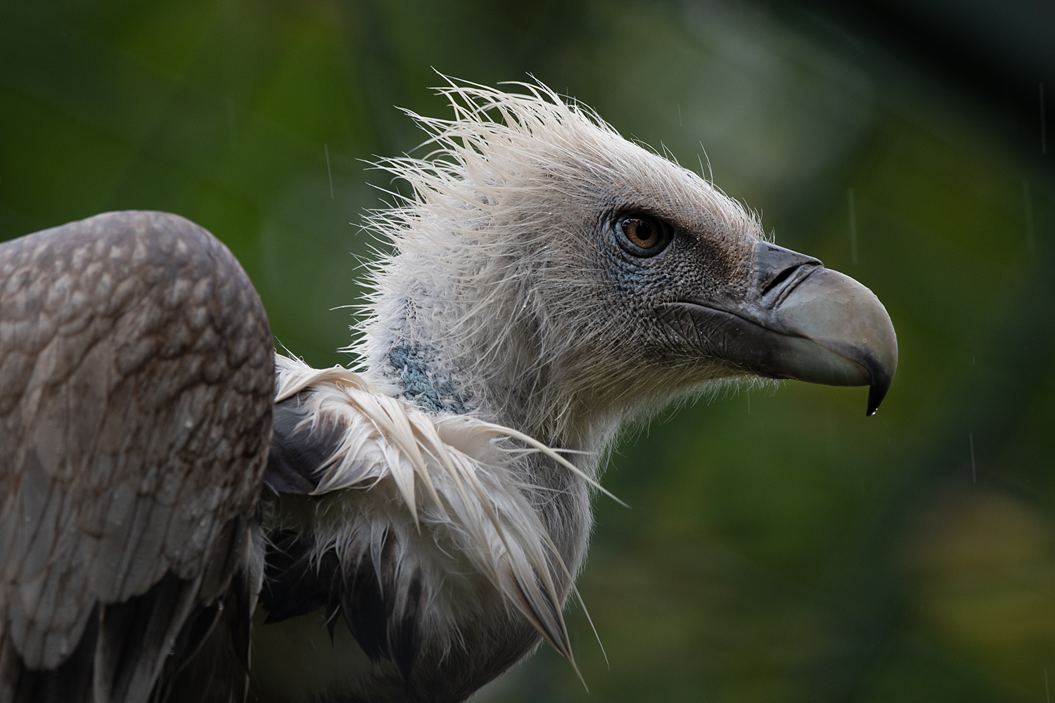 Gänsegeier im Regen