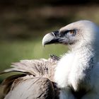 Gänsegeier im Rückblick