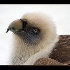 Gänsegeier im Schnee