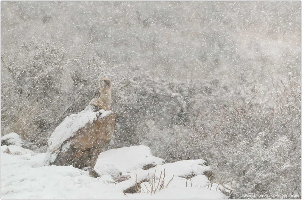 Gänsegeier im Schneetreiben