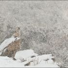 Gänsegeier im Schneetreiben