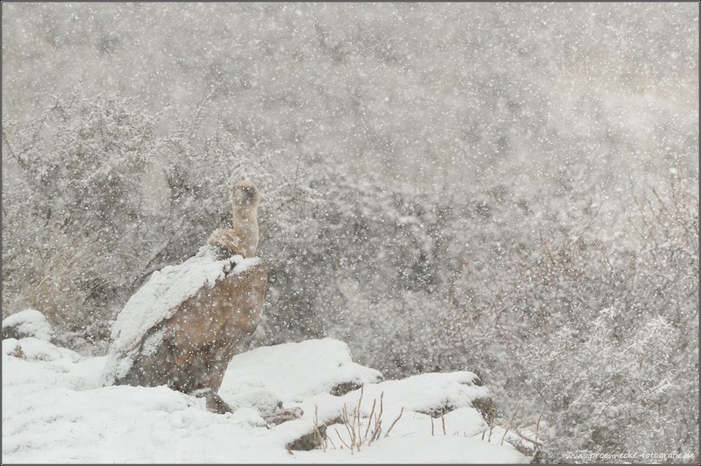 Gänsegeier im Schneetreiben