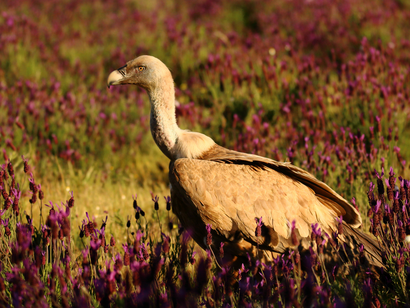 Gänsegeier im Schopflavendel