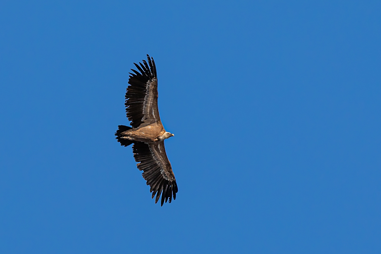 Gänsegeier im Segelflug