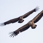 Gänsegeier im Synchronflug