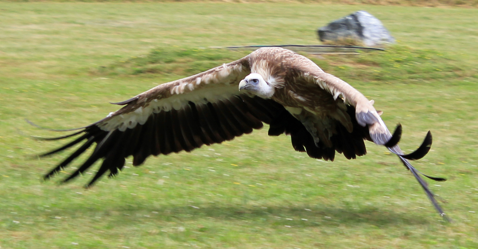 Gänsegeier im Tiefflug