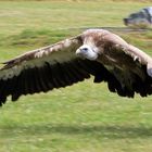 Gänsegeier im Tiefflug