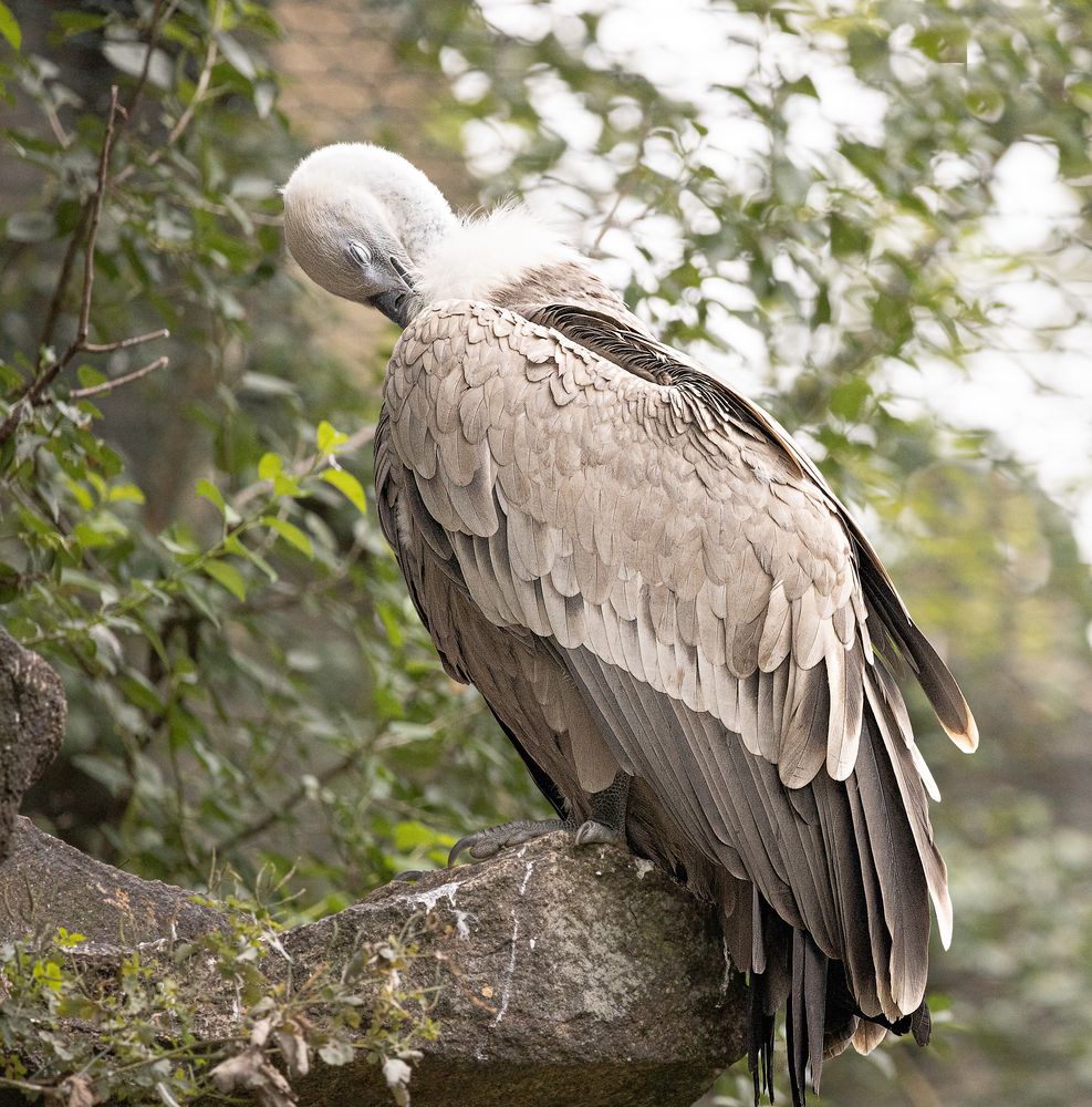 Gänsegeier im Tierpark Berlin