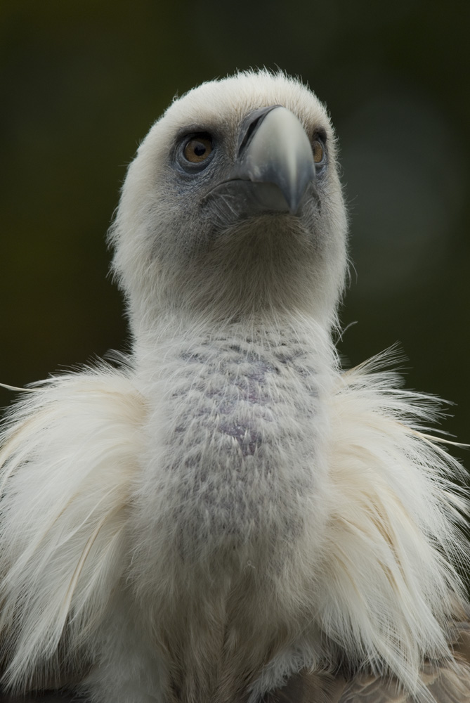 Gänsegeier im Tierpark Dählhölzli, Bern