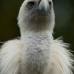 Gänsegeier im Tierpark Dählhölzli, Bern