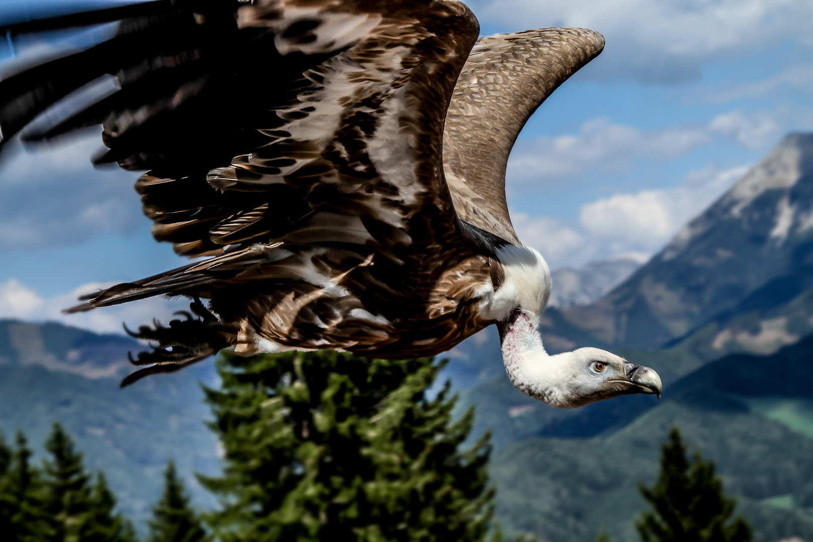 Gänsegeier im Vorbeiflug!