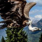 Gänsegeier im Vorbeiflug!