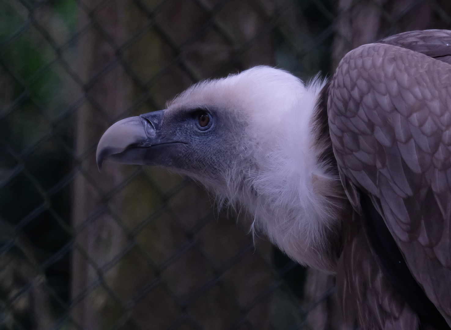 Gänsegeier im Weltvogelpark Walsrode