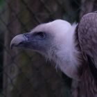 Gänsegeier im Weltvogelpark Walsrode